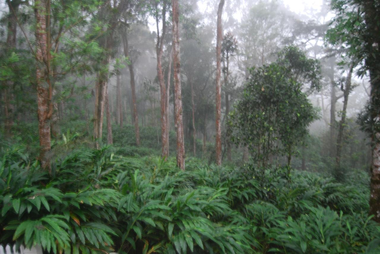 T Cherry Villa Munnar Exterior photo